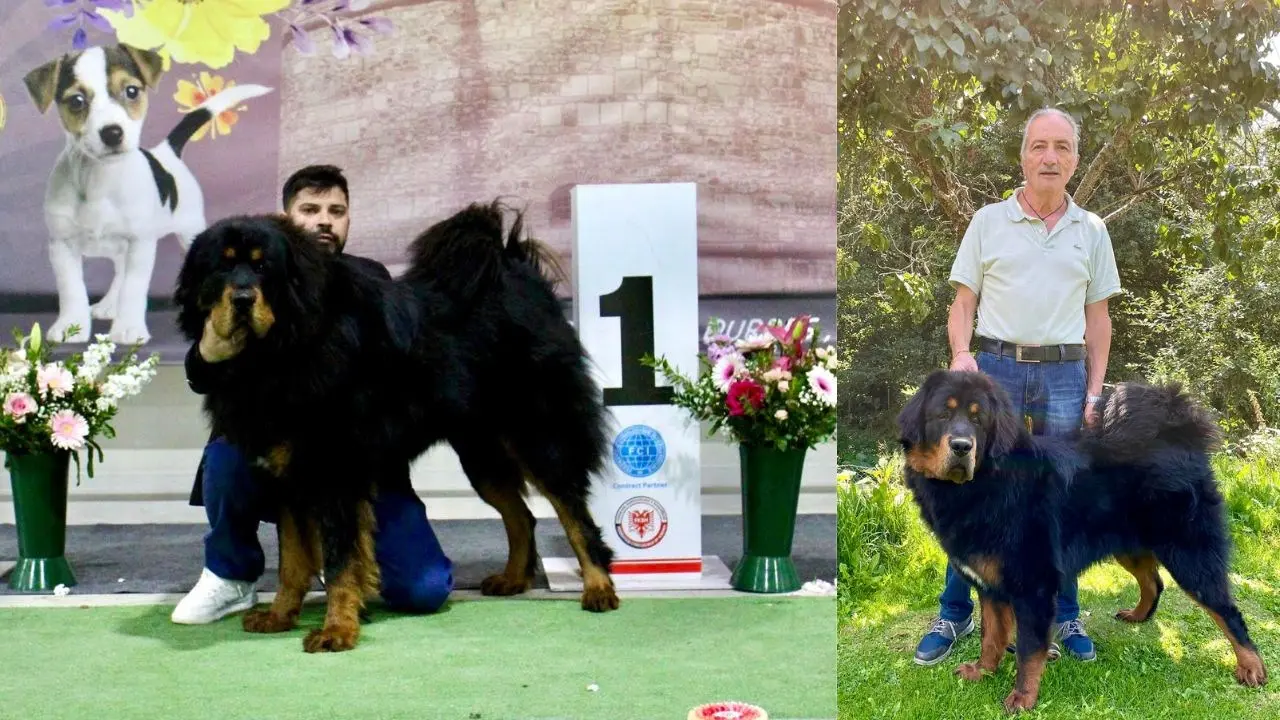 Victory il cucciolo calabrese di razza Tibetan Mastiff è campione internazionale dei Balcani