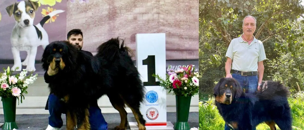 Victory il cucciolo calabrese di razza Tibetan Mastiff è campione internazionale dei Balcani
