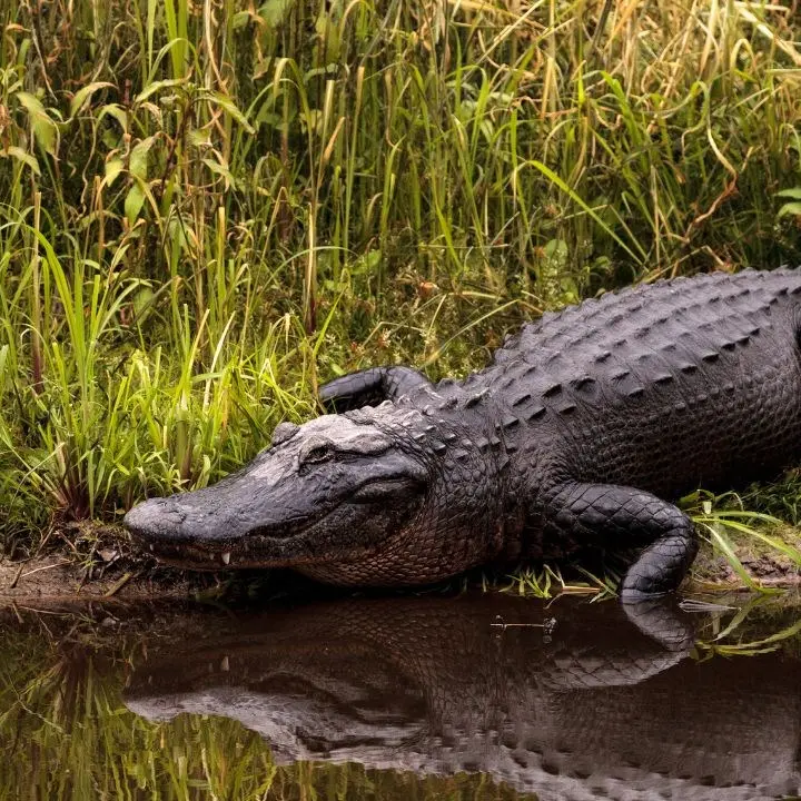 Bambino di due anni scomparso trovato morto nella bocca di un alligatore