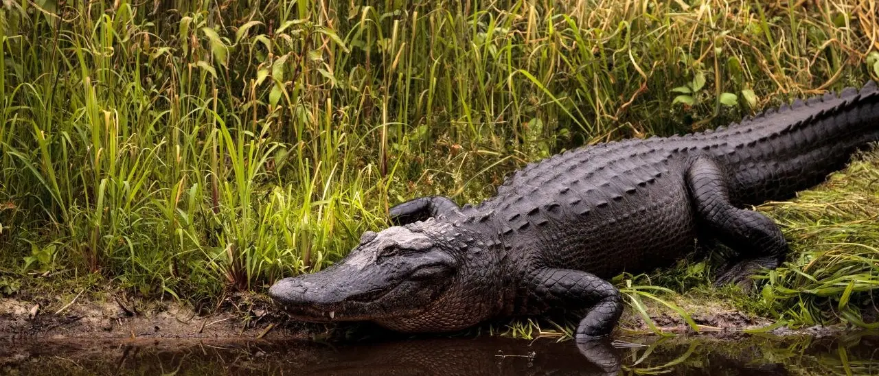 Bambino di due anni scomparso trovato morto nella bocca di un alligatore