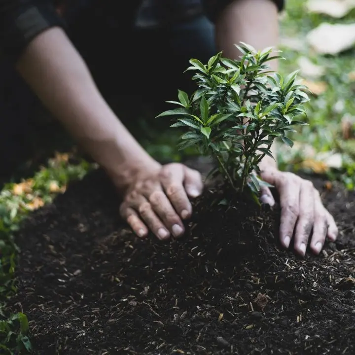 Otto milioni di euro che rischiano di non mettere… radici: corsa contro il tempo per piantare 170mila alberi nel Reggino