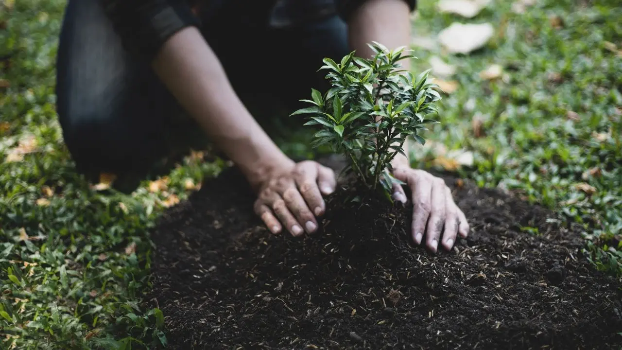 Otto milioni di euro che rischiano di non mettere… radici: corsa contro il tempo per piantare 170mila alberi nel Reggino