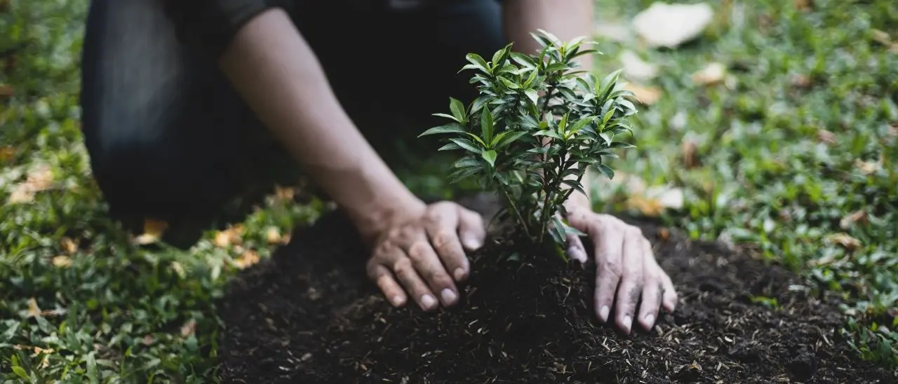 Otto milioni di euro che rischiano di non mettere… radici: corsa contro il tempo per piantare 170mila alberi nel Reggino