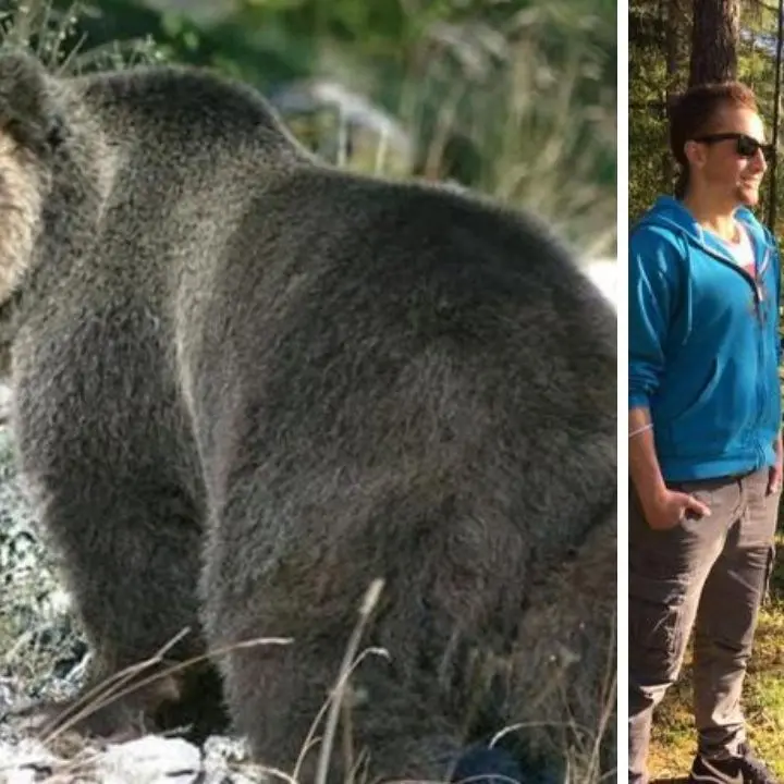 Trentino, l’orso che ha ucciso il runner Andrea Papi sarà abbattuto: firmata ordinanza a tutela dell’incolumità pubblica