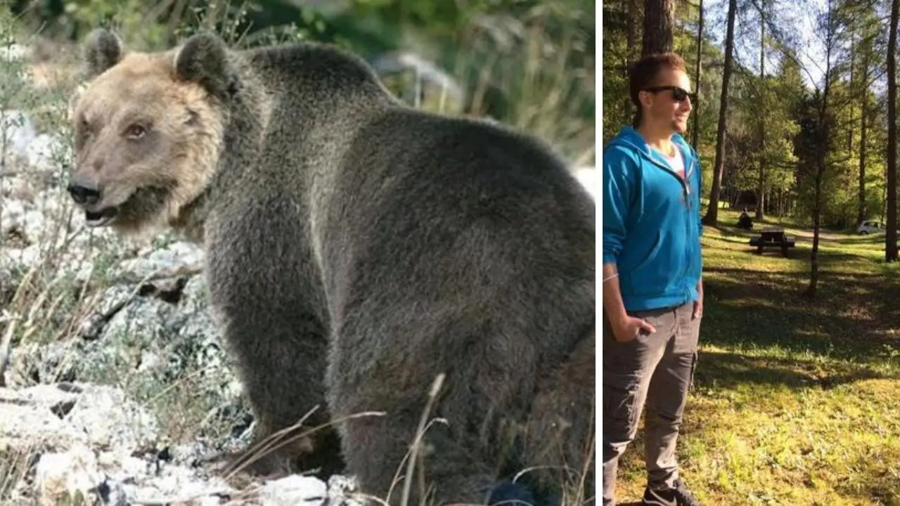 Trentino, l’orso che ha ucciso il runner Andrea Papi sarà abbattuto: firmata ordinanza a tutela dell’incolumità pubblica