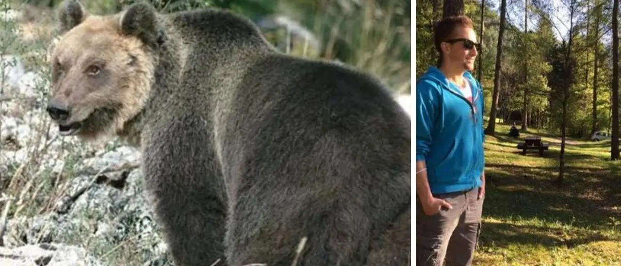 Trentino, l’orso che ha ucciso il runner Andrea Papi sarà abbattuto: firmata ordinanza a tutela dell’incolumità pubblica