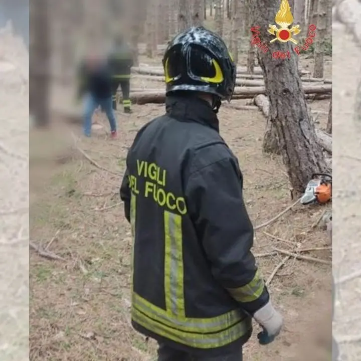 Tragedia nel Cosentino, boscaiolo 33enne muore travolto da un albero che stava tagliando