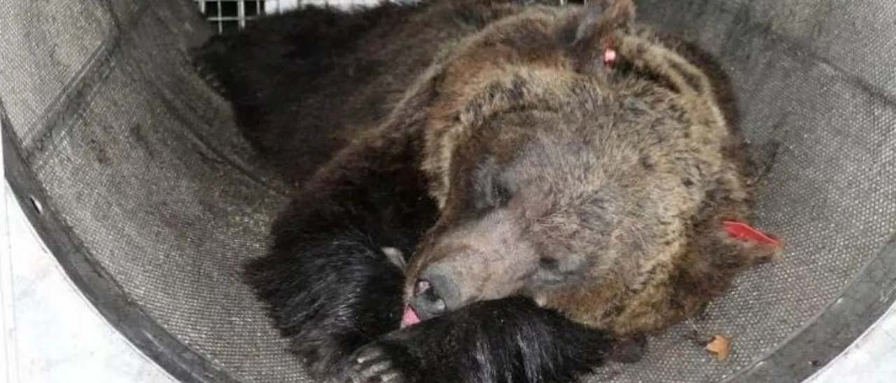 Catturata l’orsa che ha ucciso un runner in Trentino. La Prociv: «Ha distrutto fototrappole e cartelli presenti in zona»