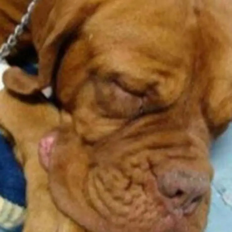 Non ha i soldi per pagare il veterinario, il cane muore dopo il rifiuto di 2 cliniche: «Chiesti 1500 euro per l’intervento»