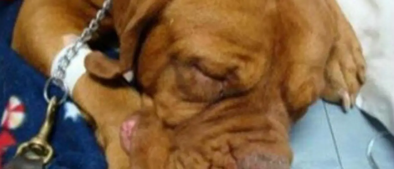 Non ha i soldi per pagare il veterinario, il cane muore dopo il rifiuto di 2 cliniche: «Chiesti 1500 euro per l’intervento»