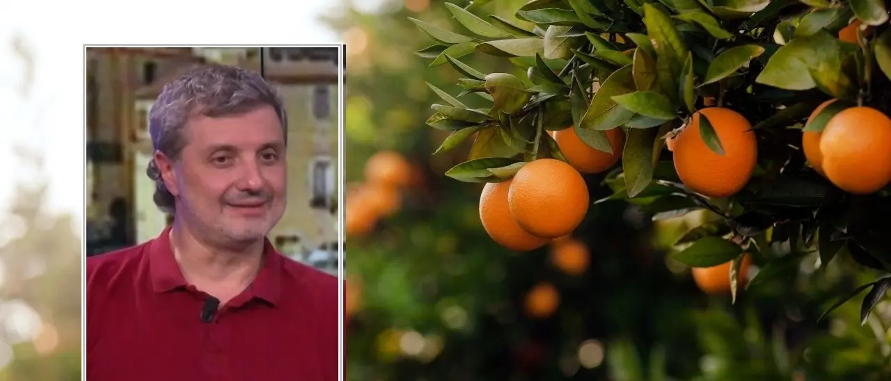 La ‘ndrangheta si combatte anche con le arance. È l’etica efficace di Goel Bio