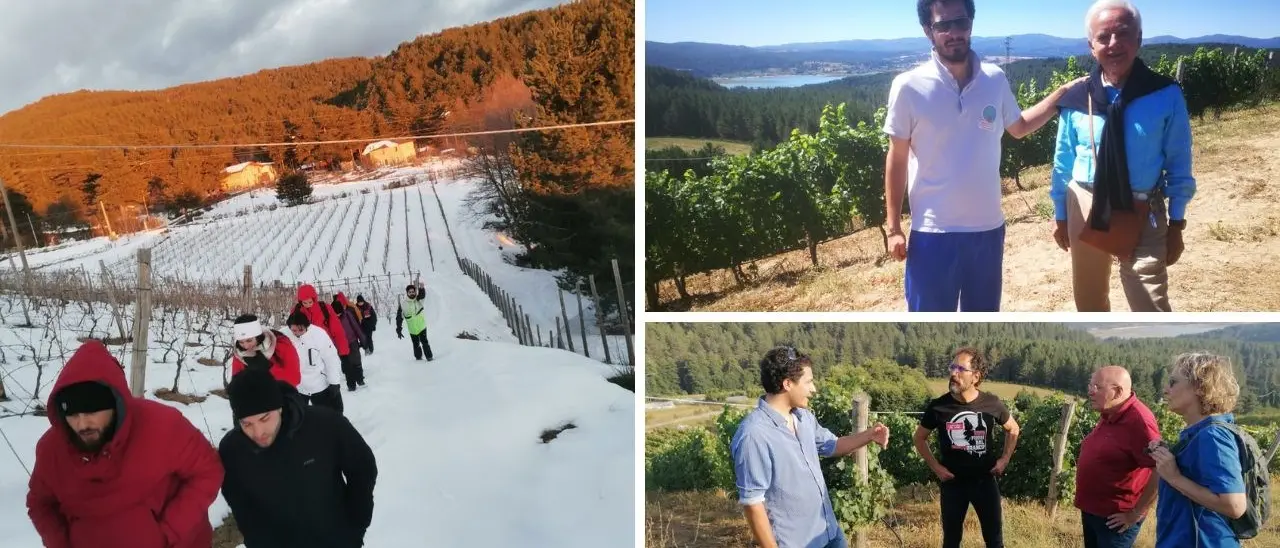 In Sila il vigneto più alto d’Europa: il progetto creato da Emanuele De Simone tra business e turismo enogastronomico