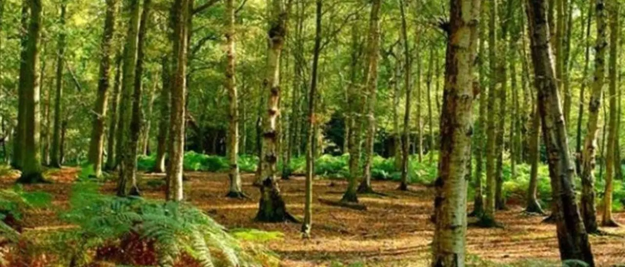 Consiglio regionale, approvato il programma calabrese per la forestazione 2023: 66 milioni per i boschi