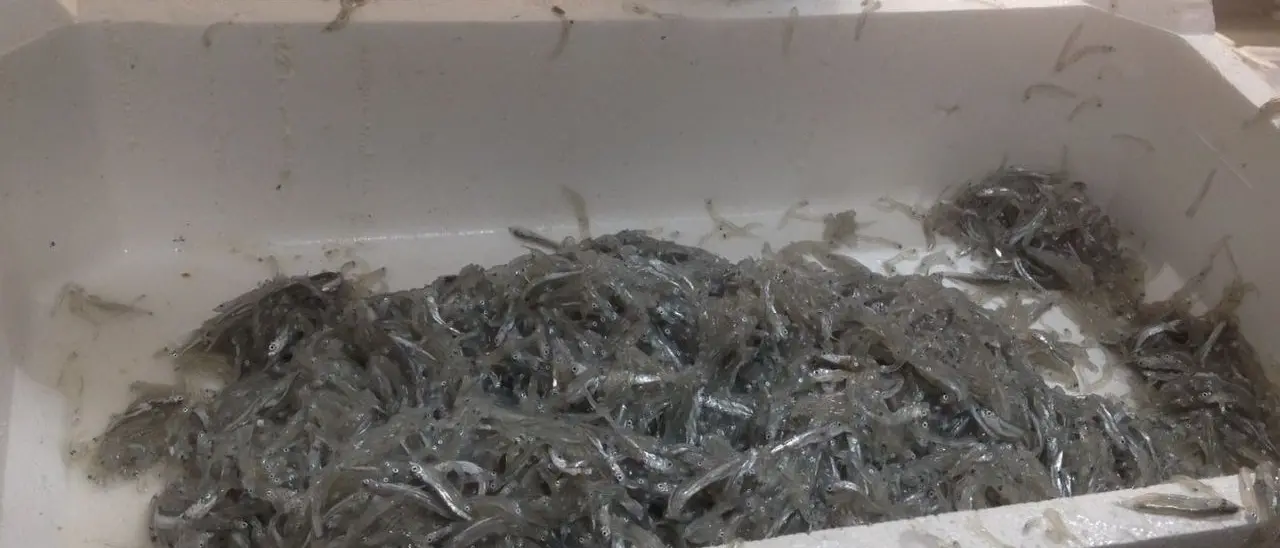 Mezza tonnellata di novellame sarda sequestrata a Villa San Giovanni: era nascosta in un furgone frigo pronto a imbarcarsi per la Sicilia