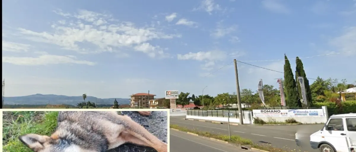 Lamezia, lupa trovata morta in via Progesso: forse è stata investita da un’auto