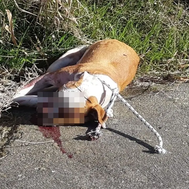 Crotone, cane legato a un guardrail e ucciso a bastonate: la denuncia dell’Enpa su Facebook