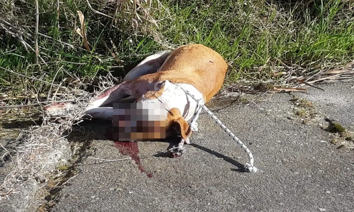 Crotone, cane legato a un guardrail e ucciso a bastonate: la denuncia dell’Enpa su Facebook