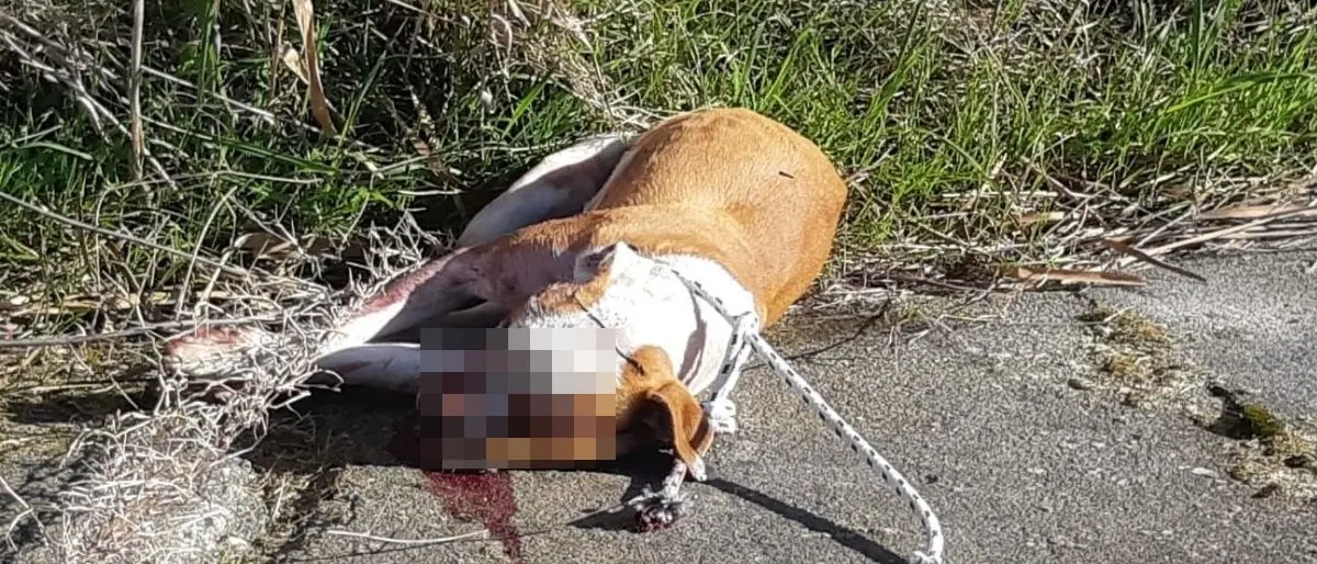 Cagnolina uccisa a Crotone, l’associazione Lndc presenta denuncia e lancia un appello: «Chi sa parli»