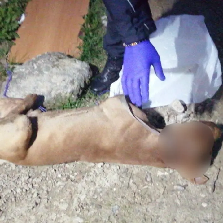 Corigliano Rossano, pit bull trovato impiccato a un albero nei pressi del cimitero