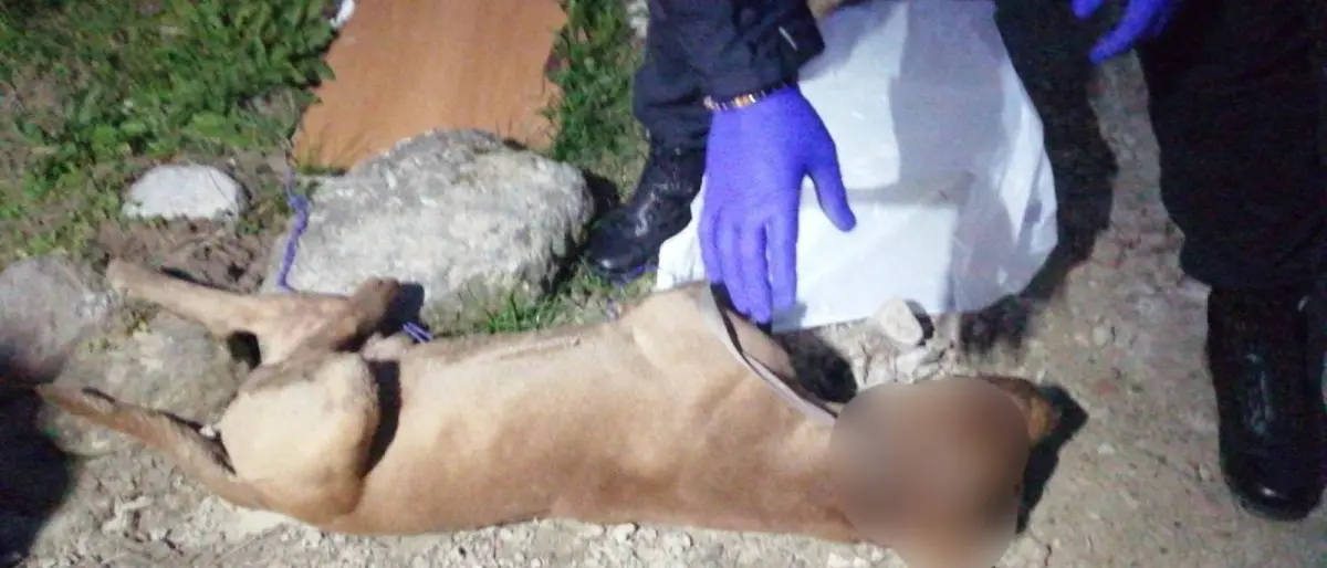 Corigliano Rossano, pit bull trovato impiccato a un albero nei pressi del cimitero