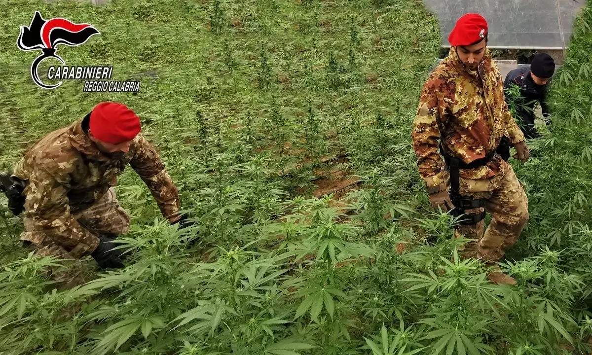 Piantagione con quasi mille arbusti di marijuana nel Reggino: tre arresti