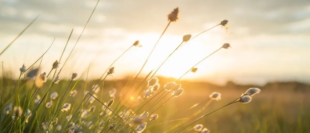 In Calabria arriva un assaggio di primavera. L’esperto: «Fossimo stati a luglio avremmo avuto 45 gradi»