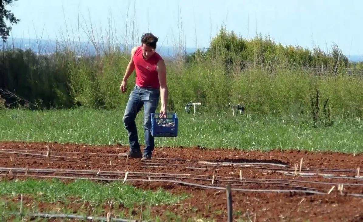 Regione, oltre 8 milioni di euro in favore di 3mila agricoltori calabresi