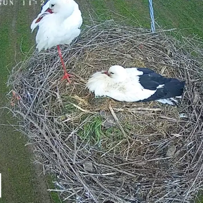 La vita delle cicogne in Calabria a portata di click grazie a una webcam installata in un nido