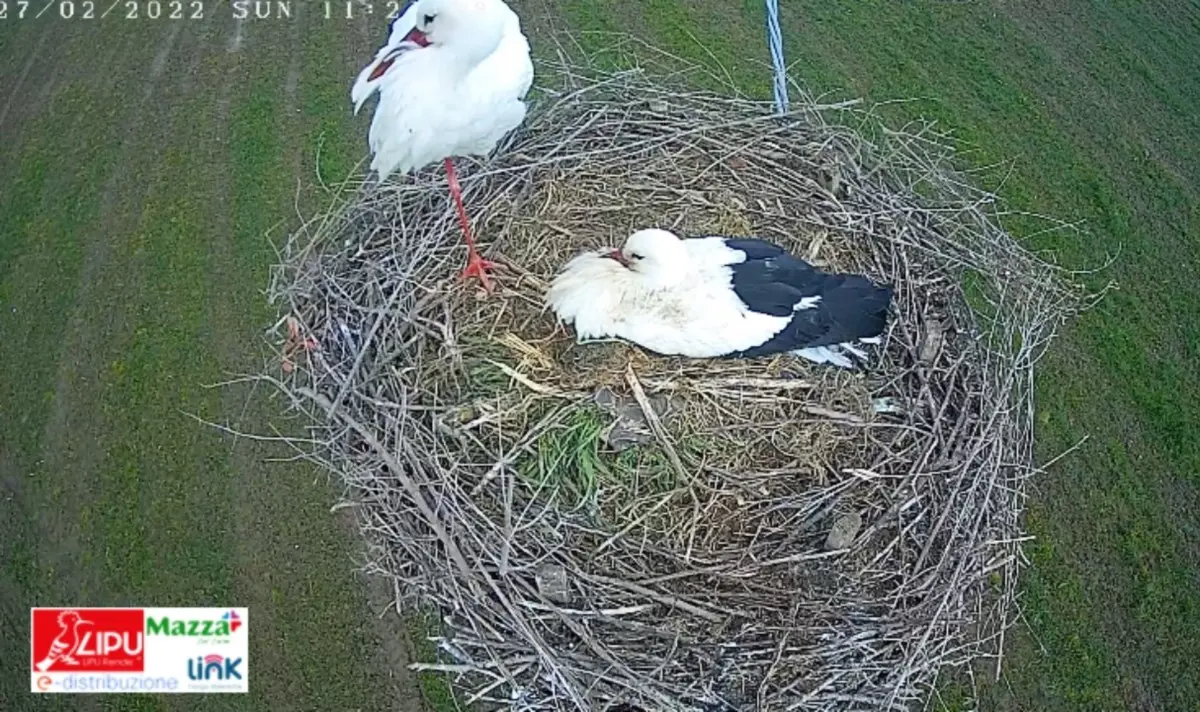 La vita delle cicogne in Calabria a portata di click grazie a una webcam installata in un nido