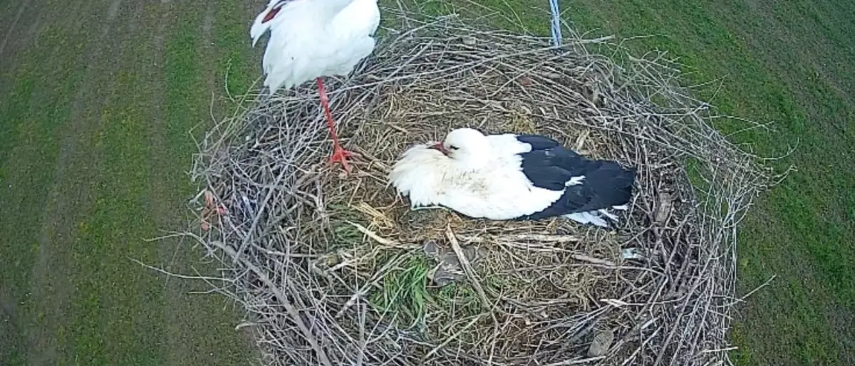 La vita delle cicogne in Calabria a portata di click grazie a una webcam installata in un nido