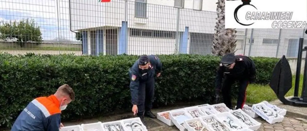 Corigliano Rossano, ambulanti vendevano pesce senza autorizzazioni: sequestrati 105 chili di prodotto ittico