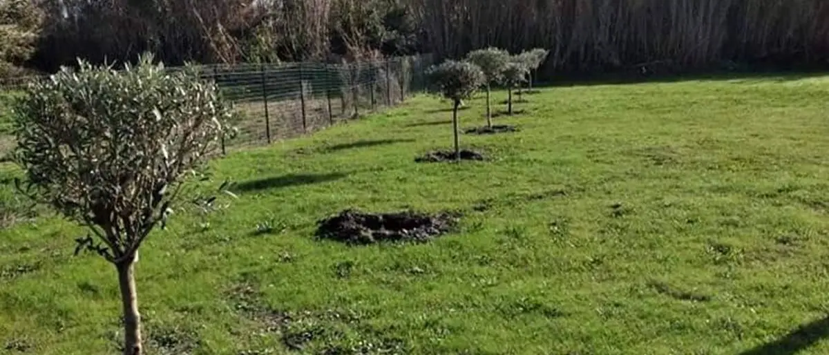 Olio extravergine biologico, Calabria seconda regione in Italia per ettari coltivati