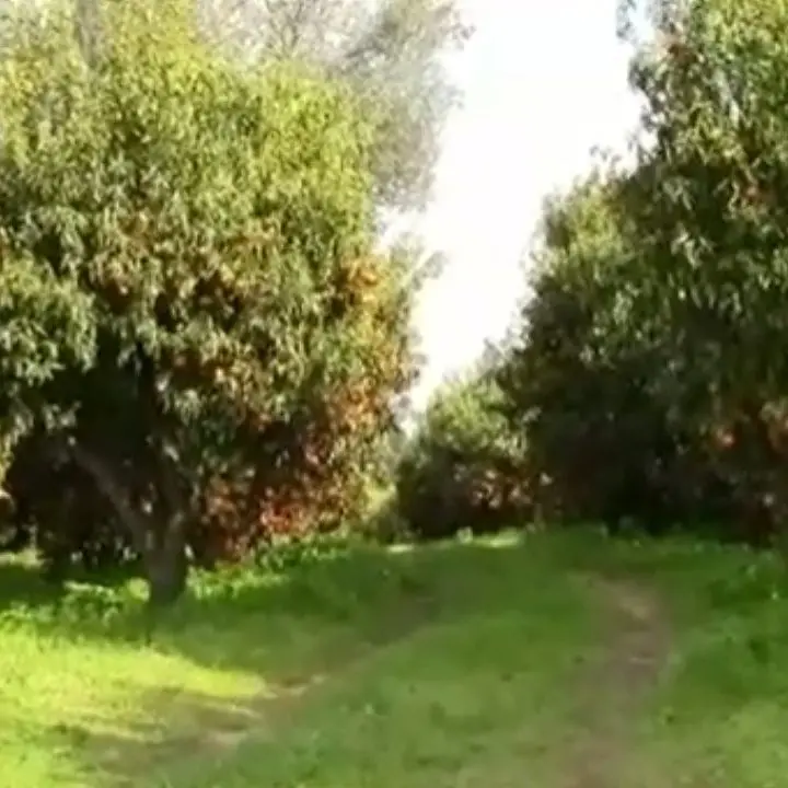Sequestro di beni da 1 mln al boss Antonio Piromalli: aveva il controllo sulla filiera agricola nel Reggino