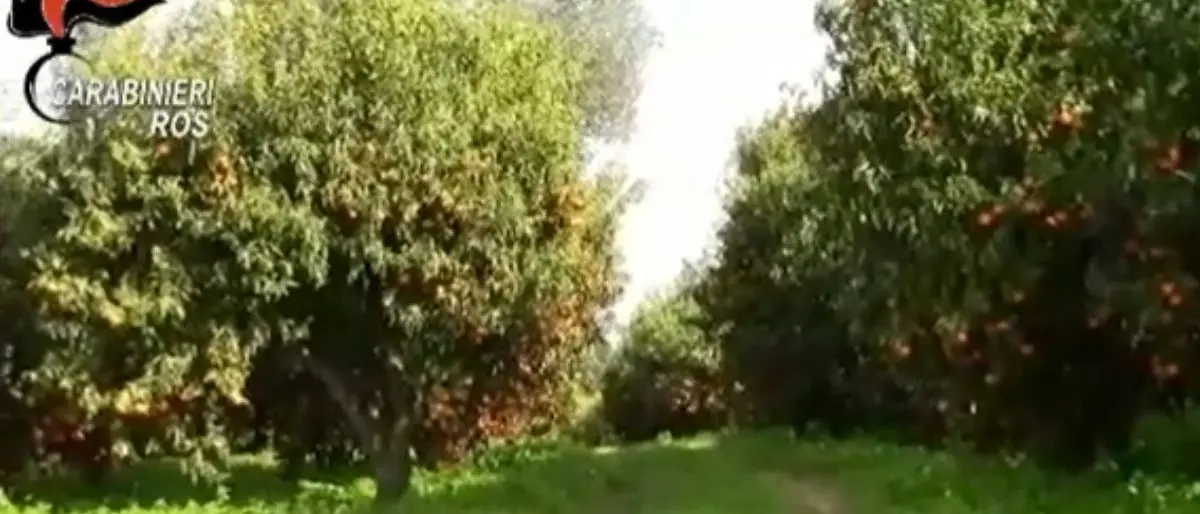 Sequestro di beni da 1 mln al boss Antonio Piromalli: aveva il controllo sulla filiera agricola nel Reggino