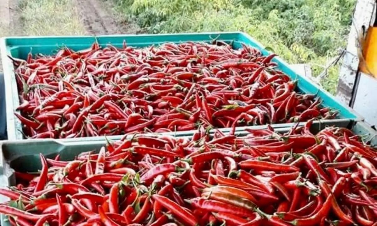 Sua maestà il peperoncino, il simbolo di una terra di fuoco e passione alla conquista del mercato