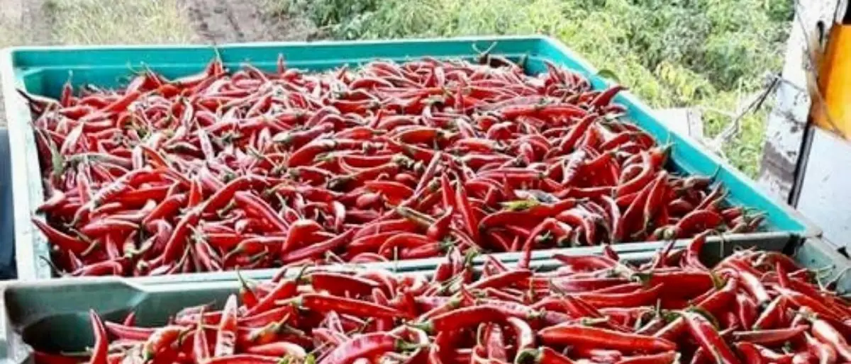 Sua maestà il peperoncino, il simbolo di una terra di fuoco e passione alla conquista del mercato