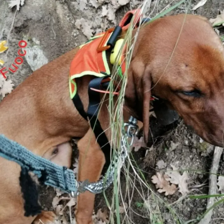 Cane cade in un dirupo nella Presila catanzarese, salvato dai vigili del fuoco