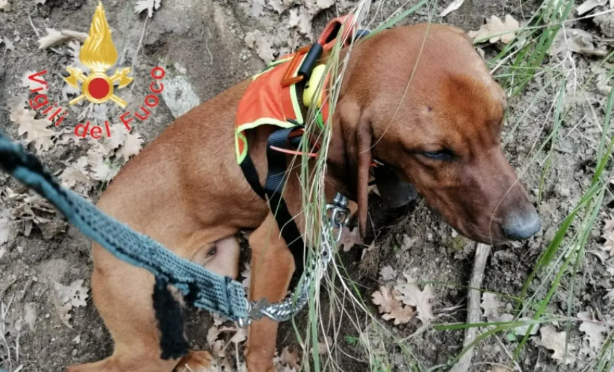 Cane cade in un dirupo nella Presila catanzarese, salvato dai vigili del fuoco