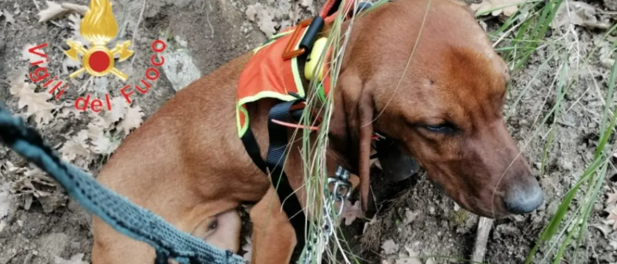 Cane cade in un dirupo nella Presila catanzarese, salvato dai vigili del fuoco
