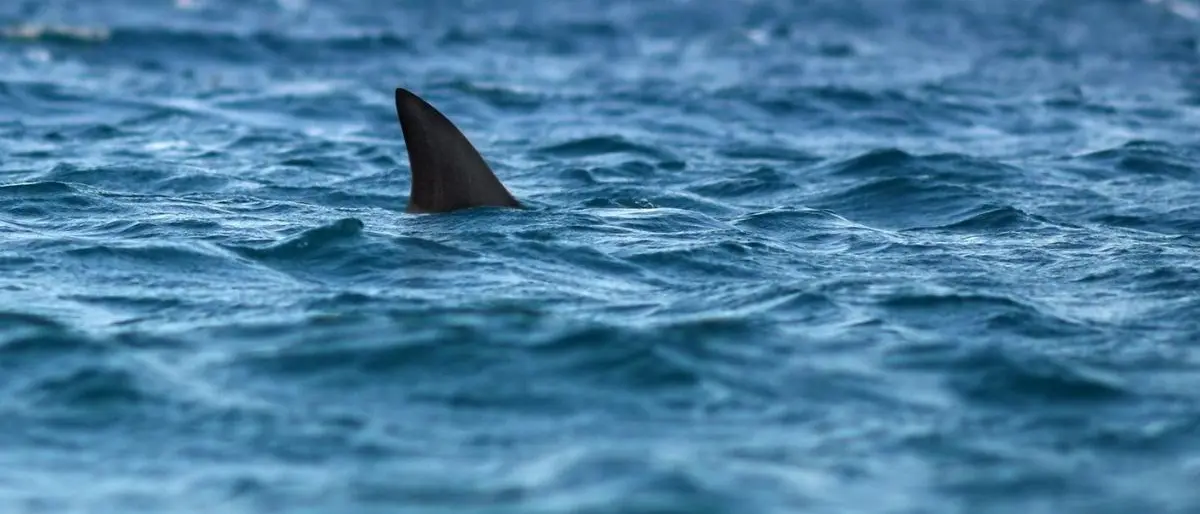 Colombia, turista italiano muore per le ferite riportate in seguito all’attacco di uno squalo