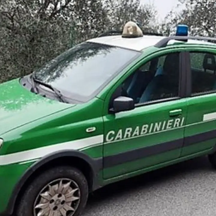 Lotta al bracconaggio, esercitava uccellagione: denunciato 70enne nel Reggino