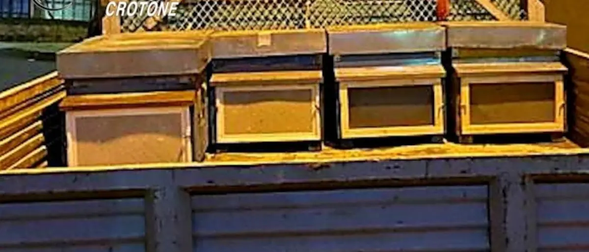 Trovati in possesso di 5 arnie rubate a un apicoltore, due uomini deferiti nel Crotonese