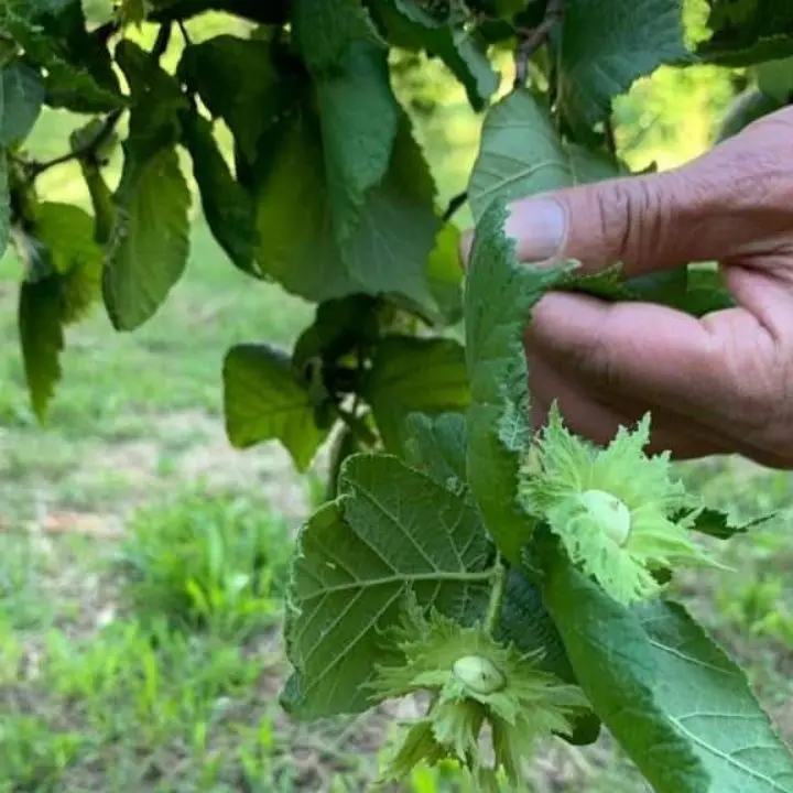 Nocciole di Calabria per la Nutella, no dei produttori alla Ferrero: «Vogliamo lavorarle noi»