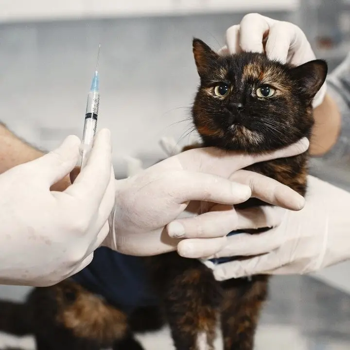 Licenze e farmaci scaduti, controlli dei Nas in cliniche veterinarie: sospese 10 attività, una a Reggio Calabria