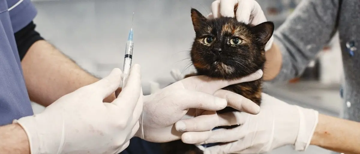 Licenze e farmaci scaduti, controlli dei Nas in cliniche veterinarie: sospese 10 attività, una a Reggio Calabria