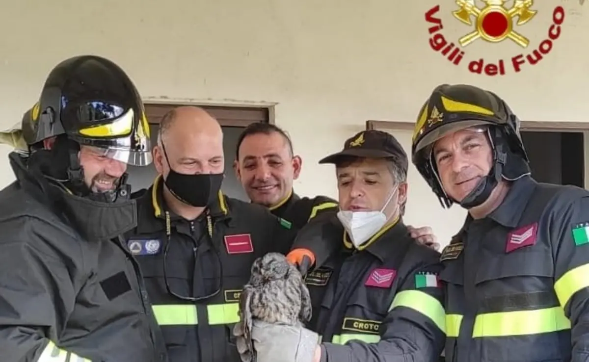 Gufo salvato dai vigili del fuoco nel Crotonese: per ripararsi dal vento si era nascosto in una canna fumaria