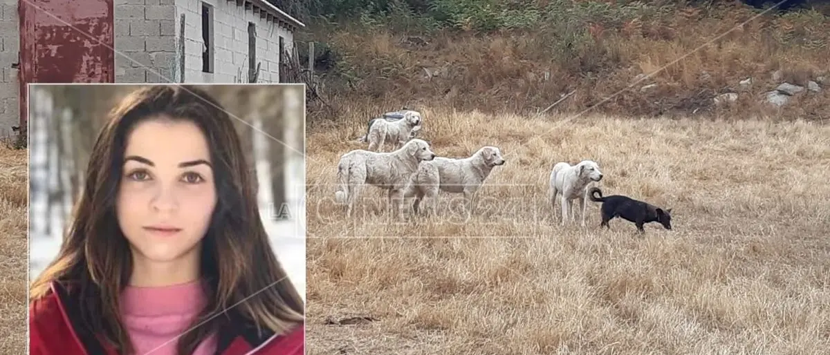 Sbranata dai cani a Satriano, agli arresti domiciliari il pastore: il gregge non doveva pascolare nella pineta