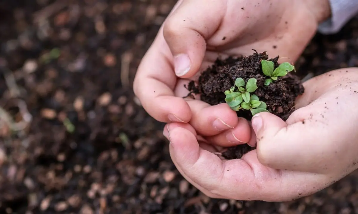 Orti didattici e laboratori green, in Calabria finanziati progetti per oltre 14 milioni di euro