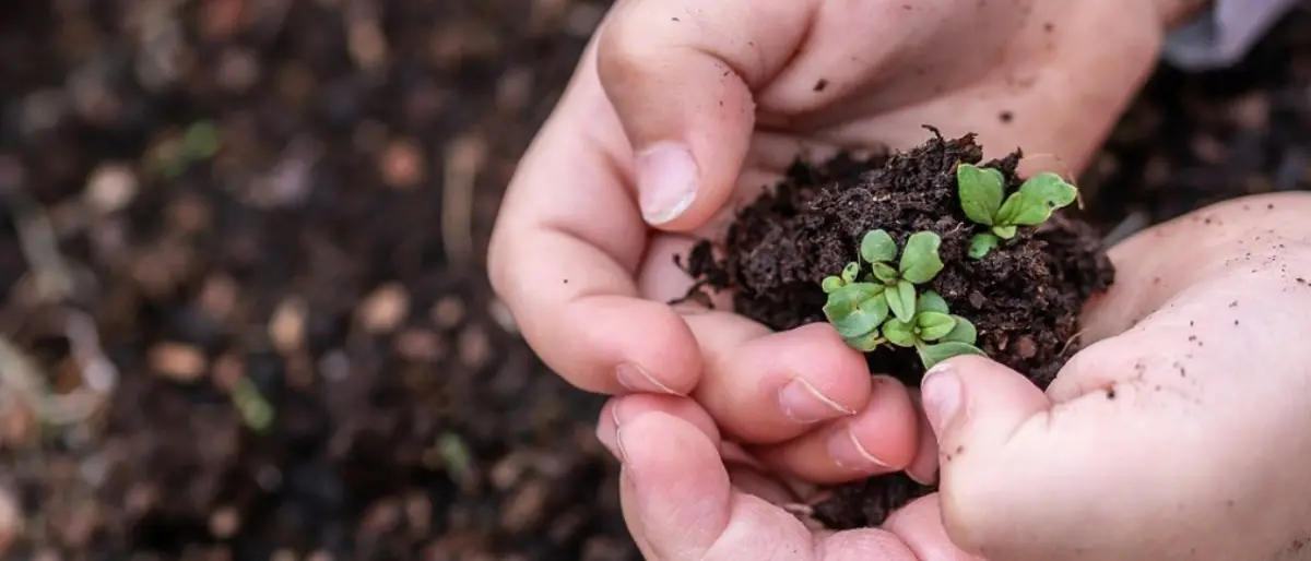 Orti didattici e laboratori green, in Calabria finanziati progetti per oltre 14 milioni di euro