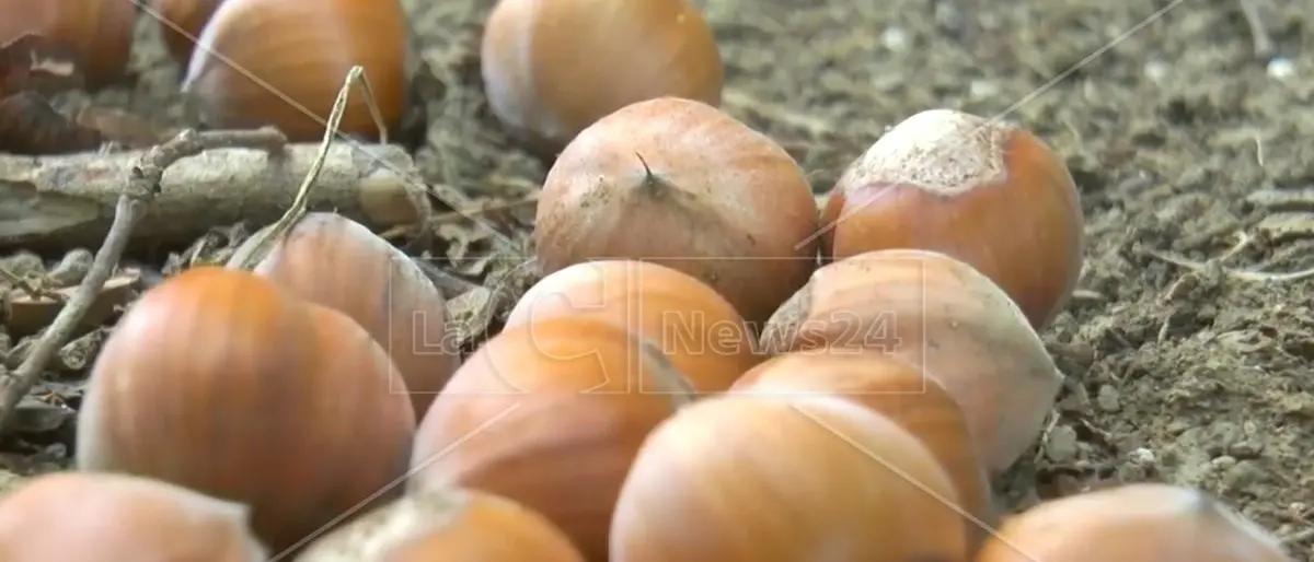 C’è chi dice sì alla Ferrero, in Calabria impiantati i primi 100 ettari di noccioleti per la Nutella